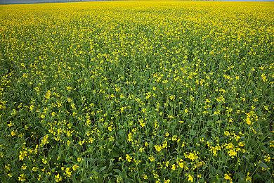 80s动漫风街机式太空战斗游戏《Rogue Flight》公布