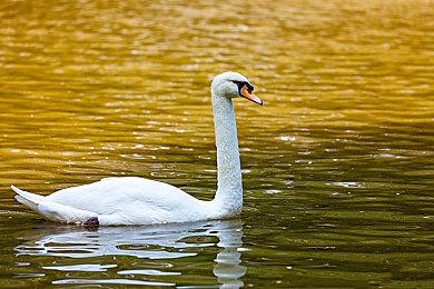 樱井政博宣布结束UP主生涯 或将回归游戏制作领域